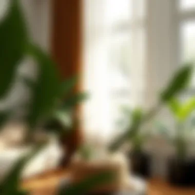 Magnificent Essential Tools for Indoor Plant Care: A Comprehensive Guide Magnificent Essential Tools for Indoor Plant Care: A Comprehensive Guide