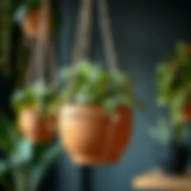 Magnificent Exploring the Versatility of Mini Hanging Pots Magnificent Exploring the Versatility of Mini Hanging Pots
