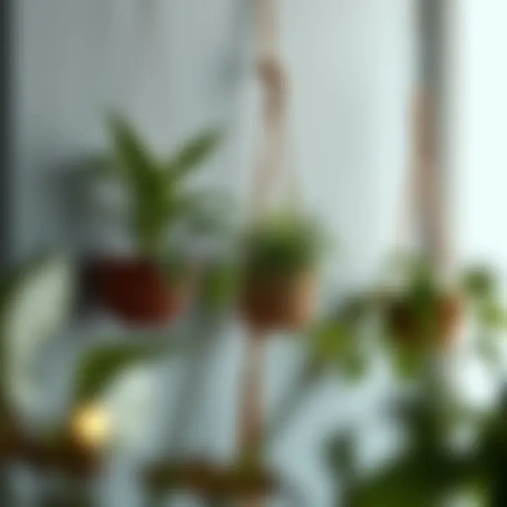 Notable Decorative Wall Hangers for Plants: A Comprehensive Exploration
