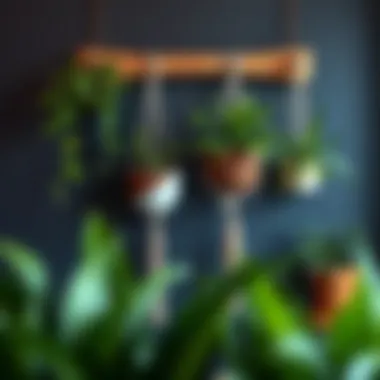Decorative Wall Hangers for Plants: A Comprehensive Exploration Summary Decorative Wall Hangers for Plants: A Comprehensive Exploration Summary