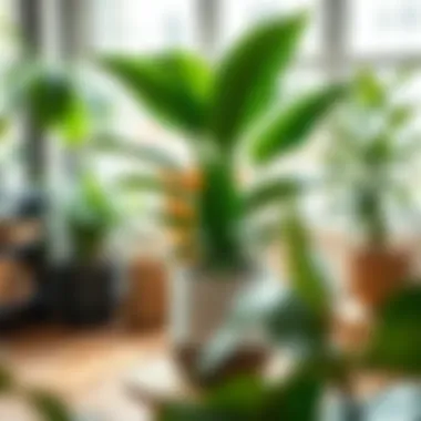 Notable Essential Tools for Indoor Plant Care: A Comprehensive Guide