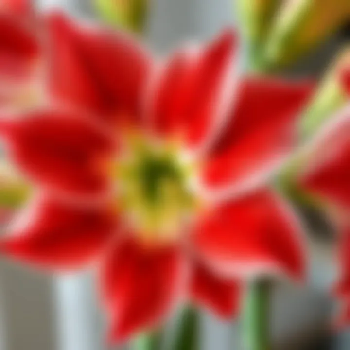 Close-up of high-quality amaryllis fake flowers showcasing intricate details.
