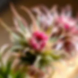 A close-up of a vibrant air plant showcasing its unique texture and colors