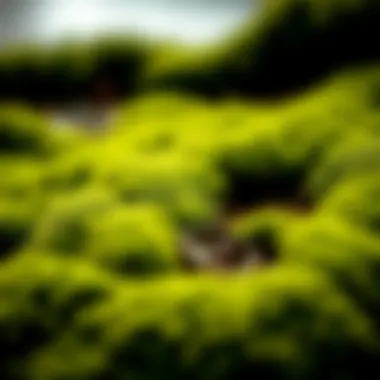 Intricate Moss Art Piece Close-up of intricate moss art piece