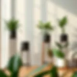 Exploring the Versatility and Design of 3 Foot Tall Plant Stands Introduction