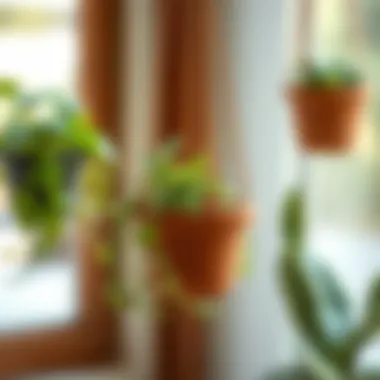 Notable Exploring the Versatility of Mini Hanging Pots Notable Exploring the Versatility of Mini Hanging Pots