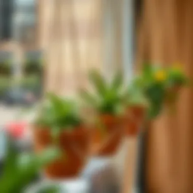 Exploring the Versatility of Mini Hanging Pots Summary Exploring the Versatility of Mini Hanging Pots Summary