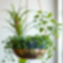 Elegant flat backed hanging planter showcasing a modern design with lush greenery