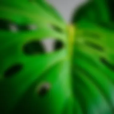 Close-up of Monstera Leaf Close-up of Monstera leaf showcasing its distinctive holes