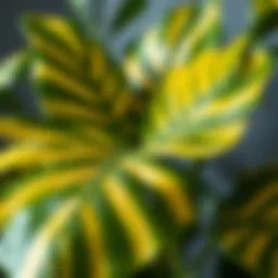 Vibrant Monstera plant with unique leaf patterns