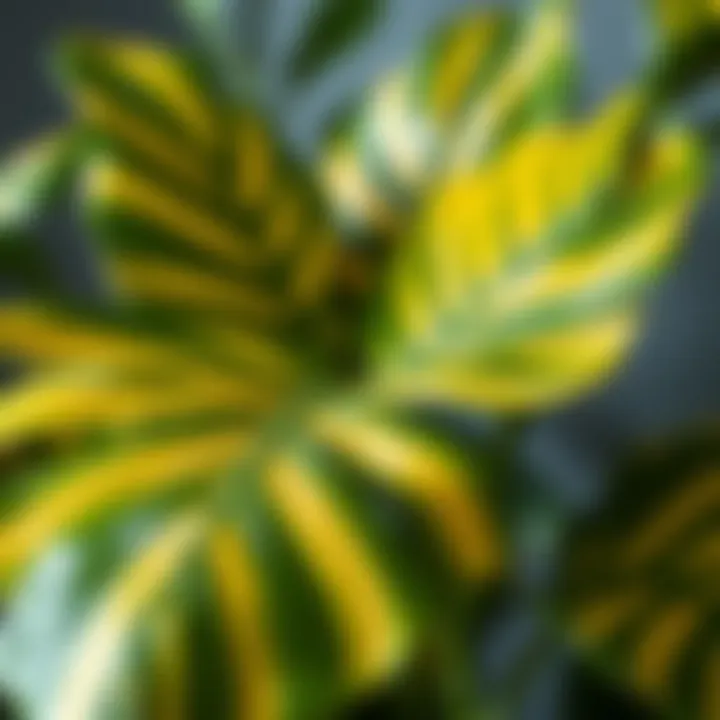 Vibrant Monstera Plant Vibrant Monstera plant with unique leaf patterns