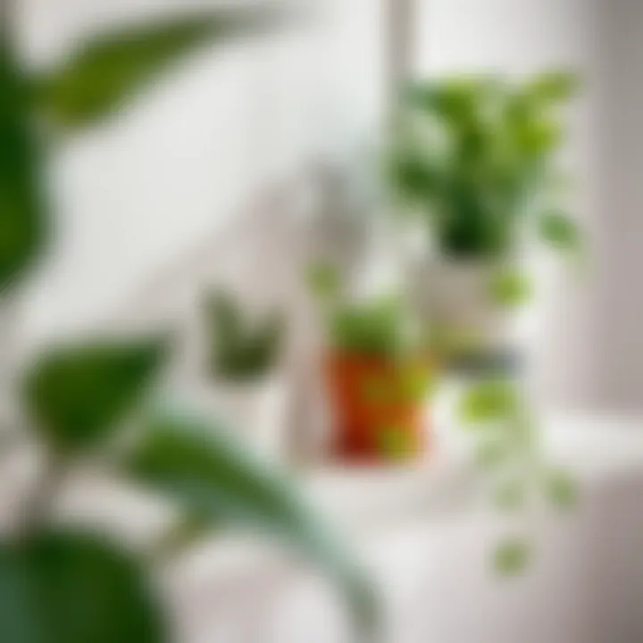 Close-up of textured white metal floating shelf with plants