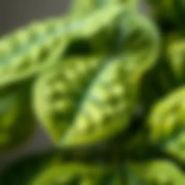 Close-up of realistic faux plant leaves showcasing intricate details and textures